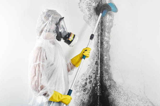 Best Forensic Mold Investigation  in Uintah, UT
