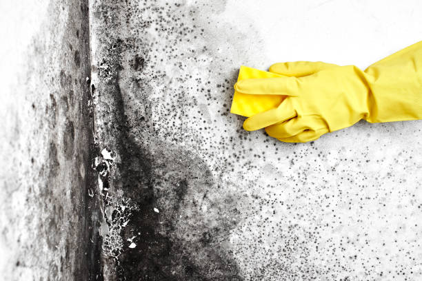 Mold Remediation for Rental Properties in Uintah, UT
