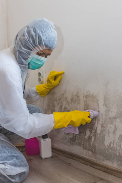 Best Mold Remediation for Rental Properties  in Uintah, UT