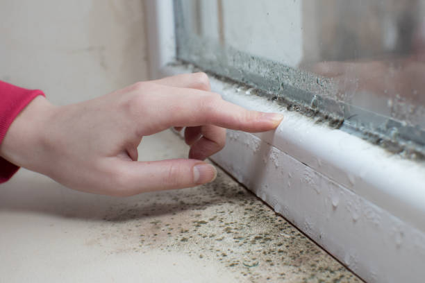 Best Mold Odor Removal Services  in Uintah, UT